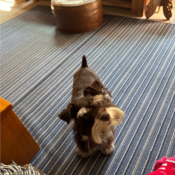 Meet your Posher, AmySue - Picture 6 of 7